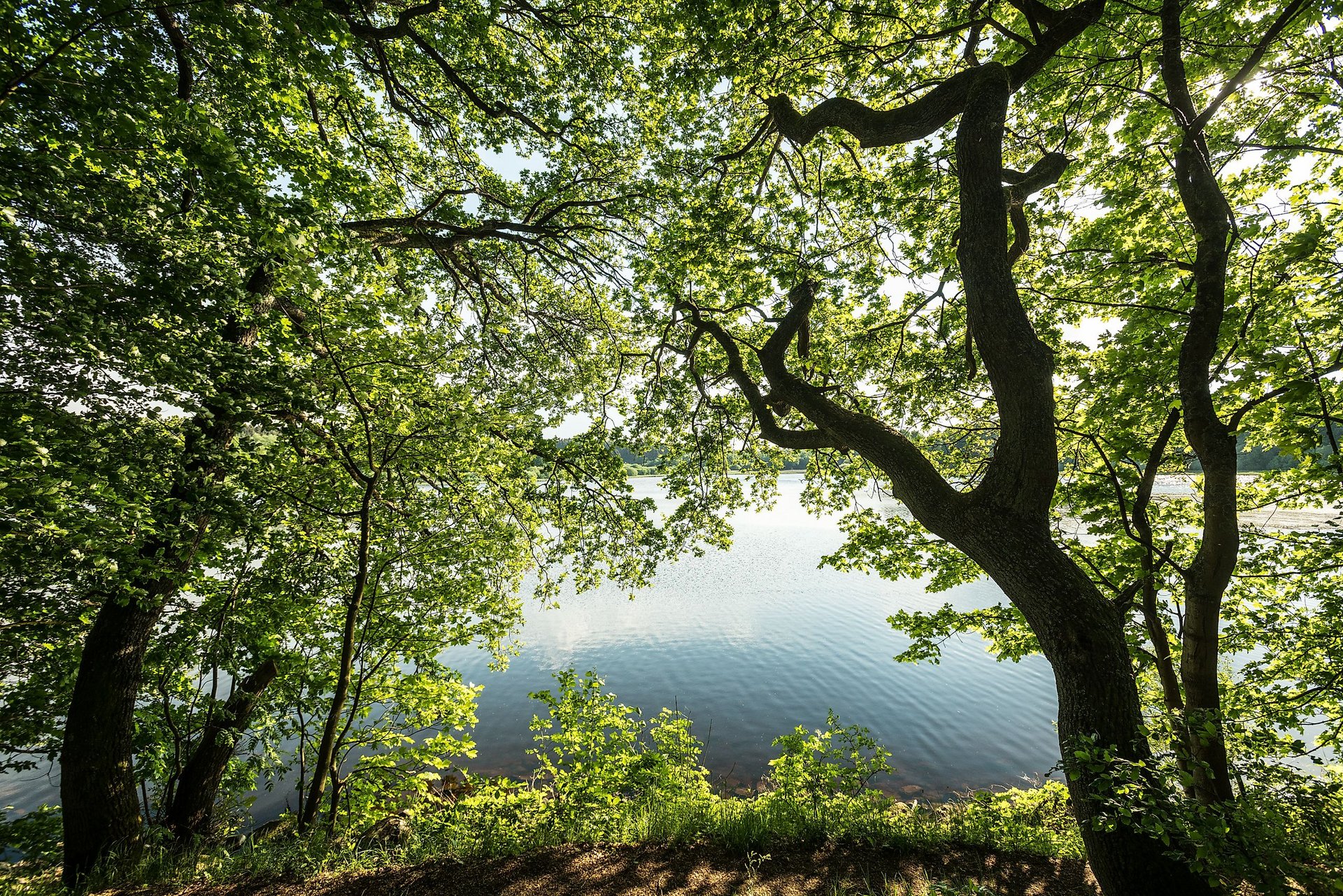 Haidenweiher