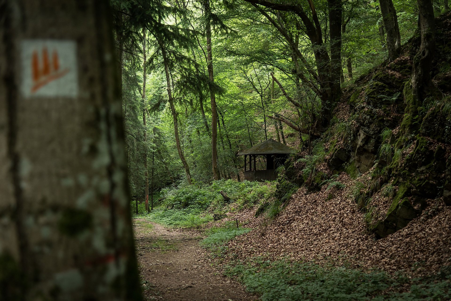 Pfade im Wald