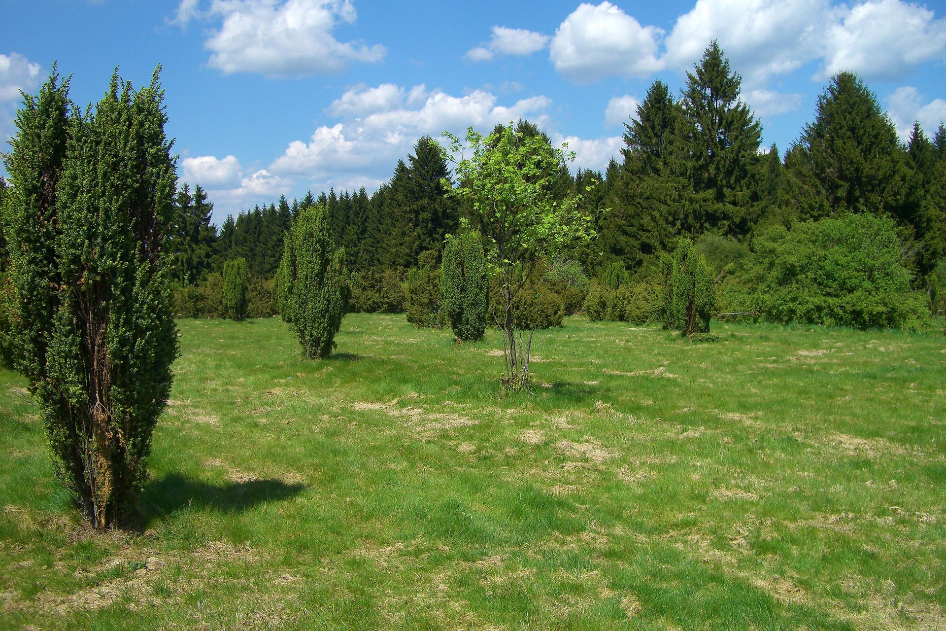 Wacholderheide