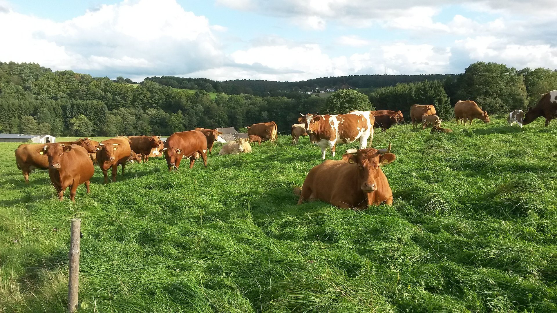 weidende Limousin Mutterkühe bei Seelbach (Westerwald)