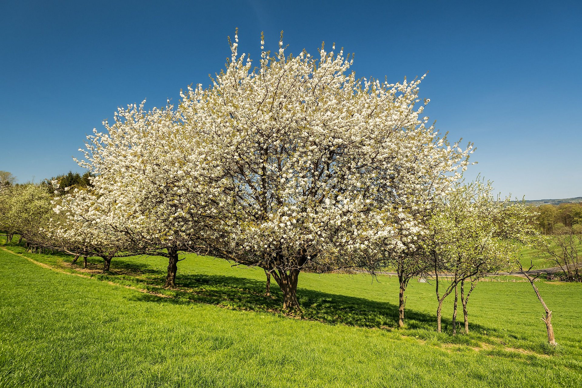 Frühling im Hachenburger Westerwald