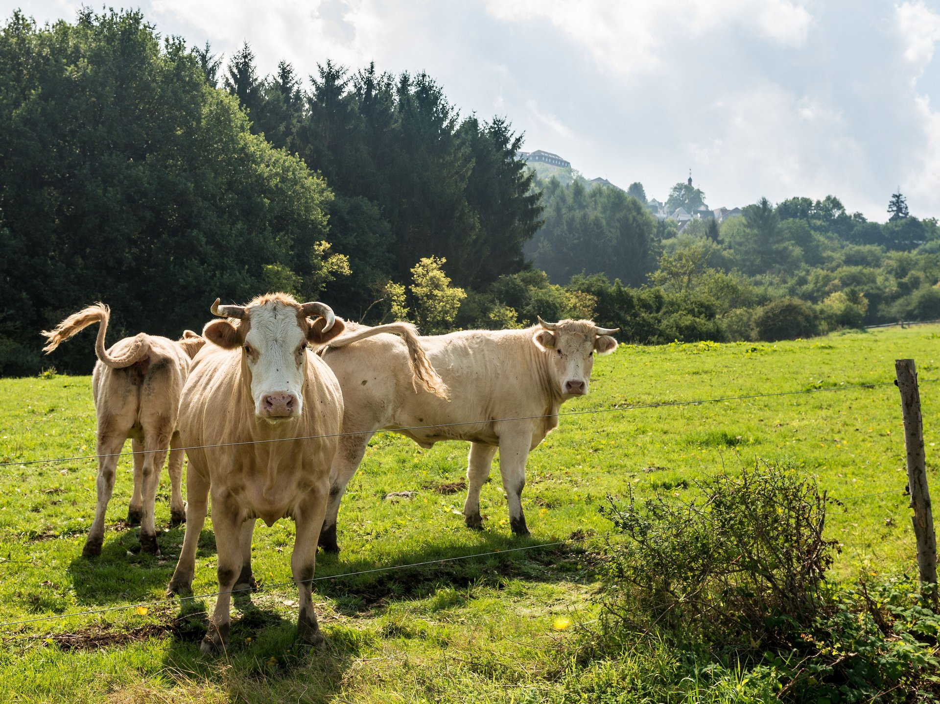 Naturidylle im Westerwald