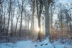 Winterstimmung am Kleinen Wäller Zwergenweg