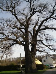 1000-jährige Eiche in Kaffroth